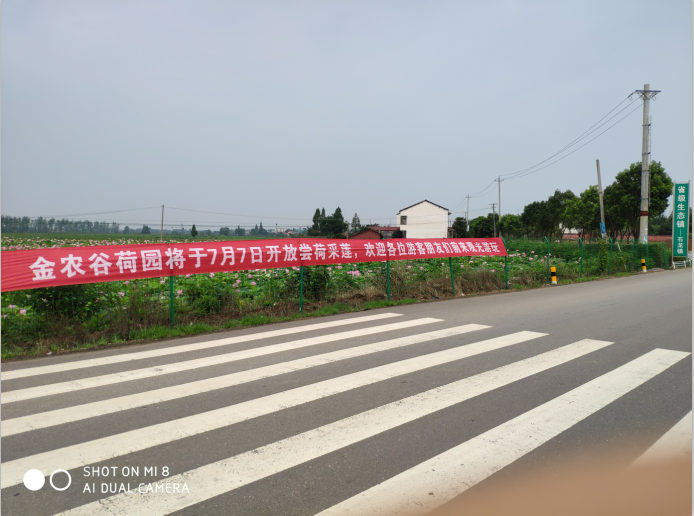 金農谷荷園即將開園啦